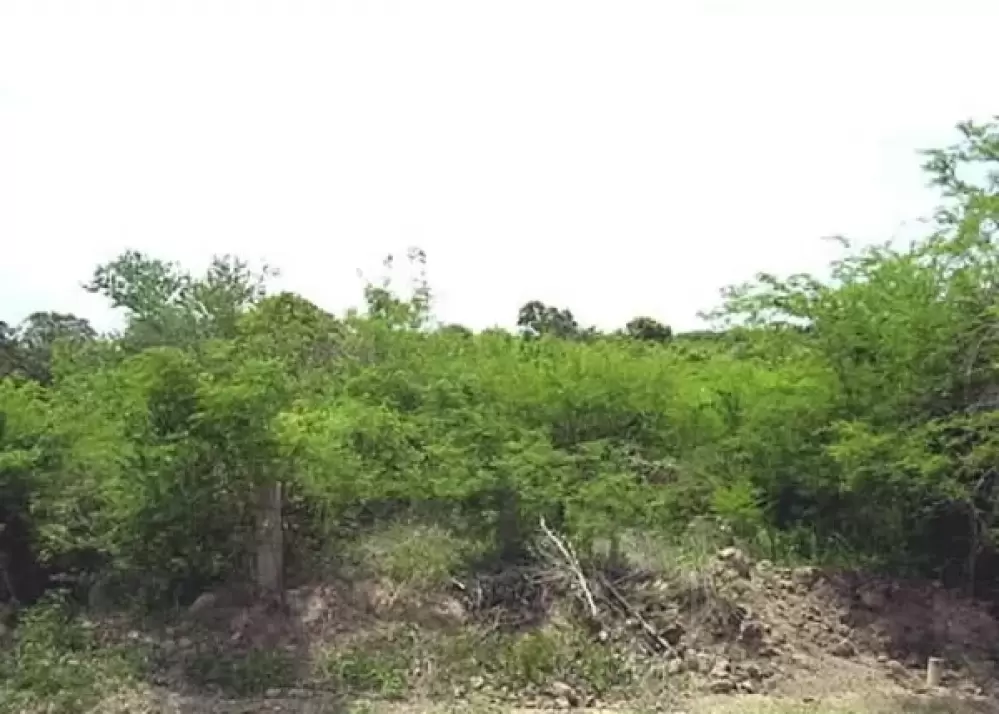 TERRENO SOBRE AV MARIO HUERTA HABAL- CERRITOS