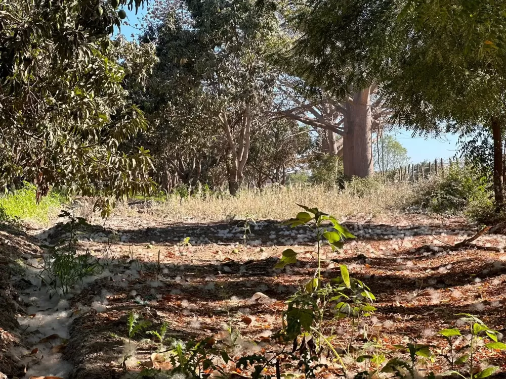 ranch in the pozole villa union